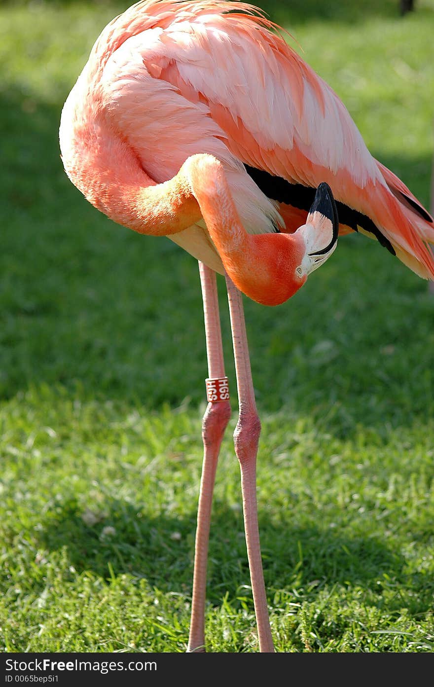 Pink flamingo