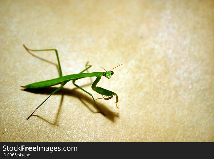 Praying Mantis