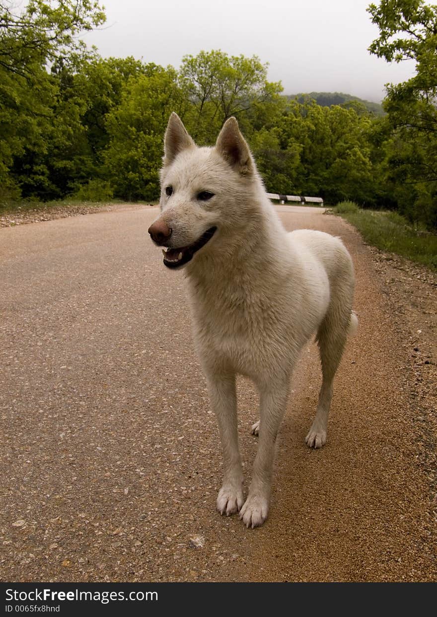 Wild dog in wood