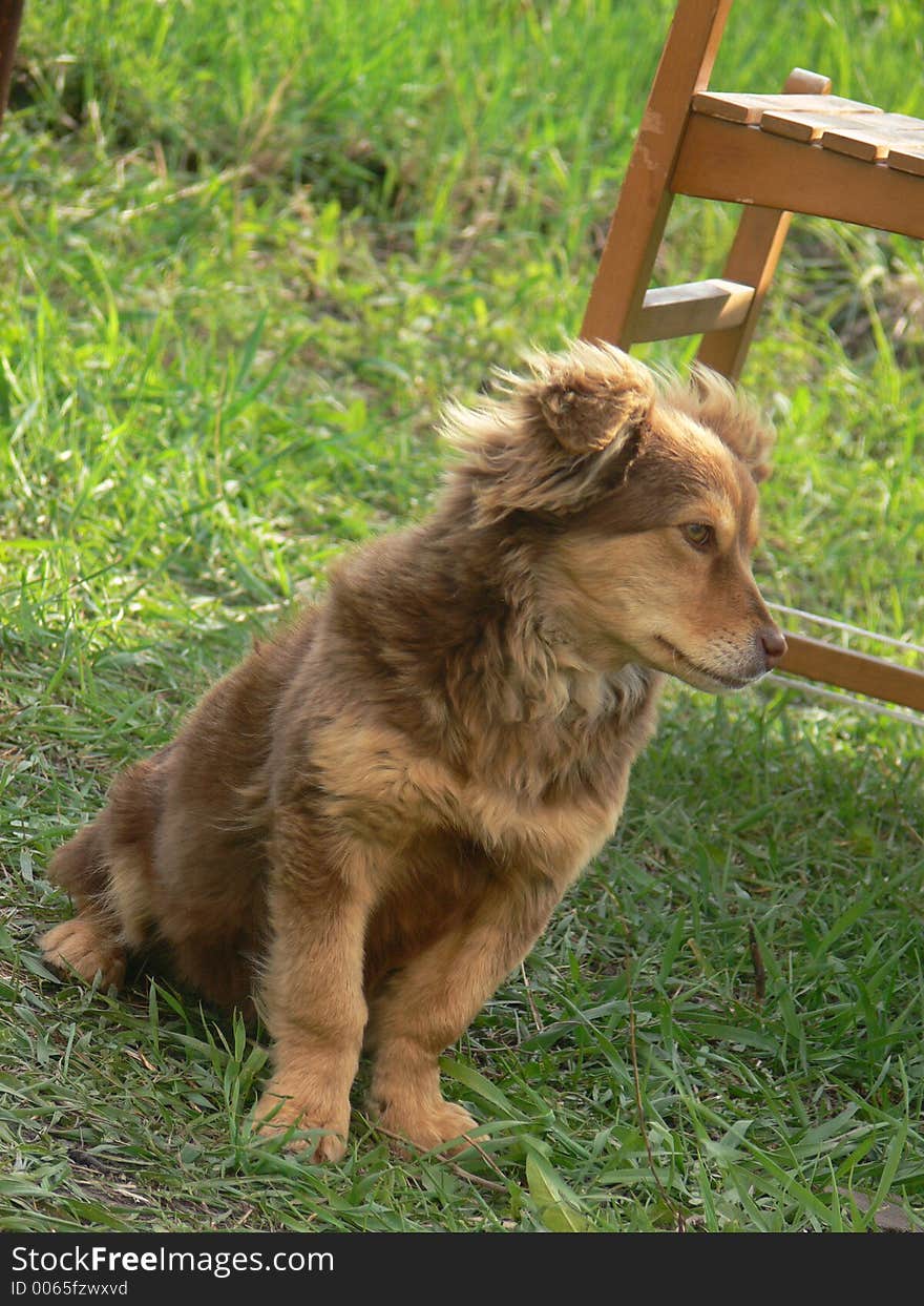 Puppy on herb