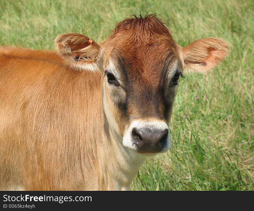 Brown cow