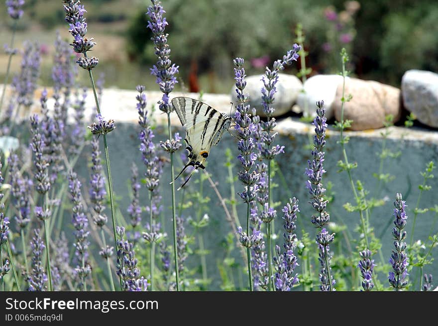 Butterfly and lavender 2