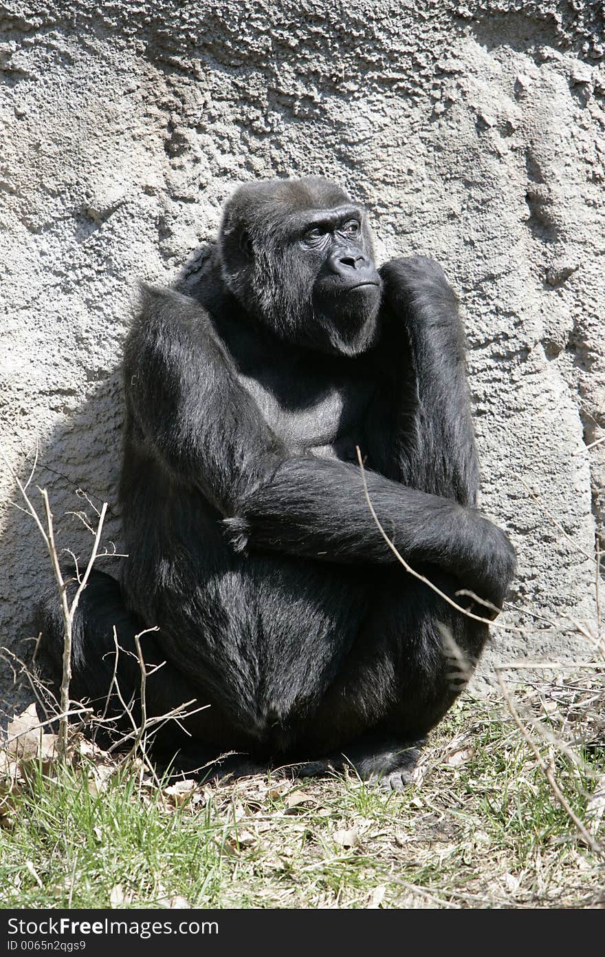 Gorilla pouting