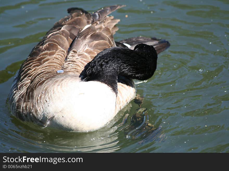 Canada Goose preening