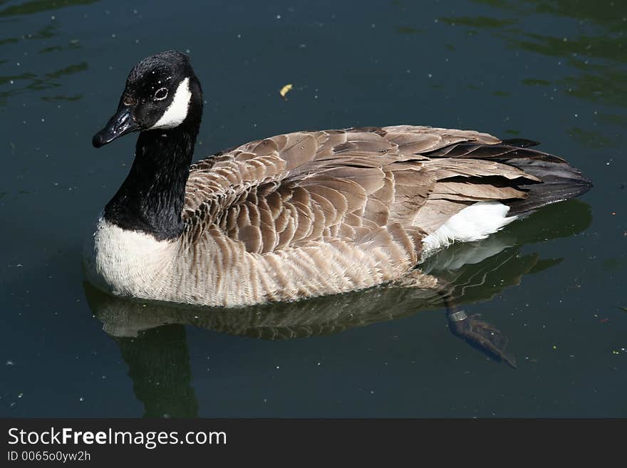 Tagged Goose swimming