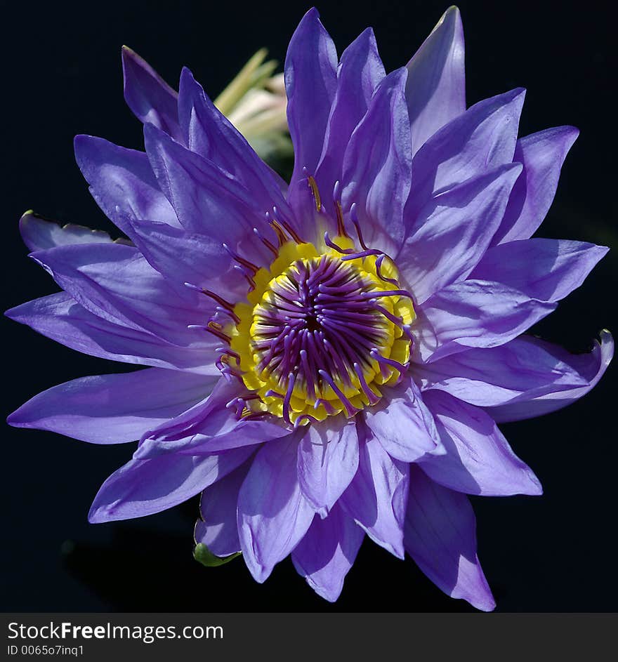 Close-up of a waterlily flower. The image contains clipping path.