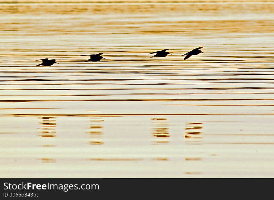 Four birds flying above sea surface in sunset in MelandsvÃ¥gen, BÃ¸mlo, Norway. Four birds flying above sea surface in sunset in MelandsvÃ¥gen, BÃ¸mlo, Norway.