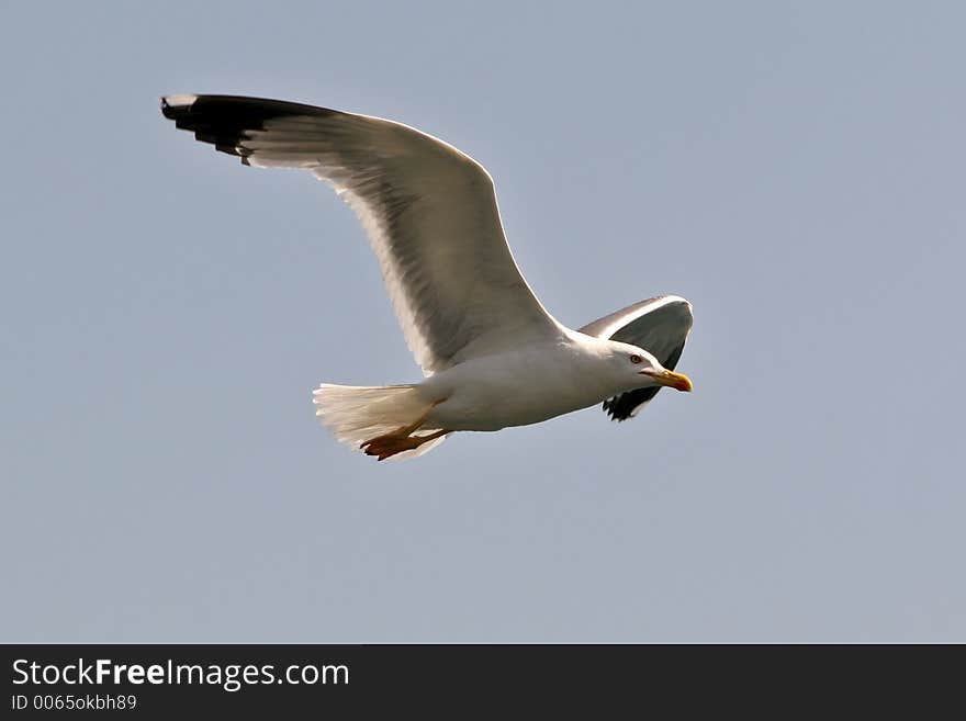 Gull flying high