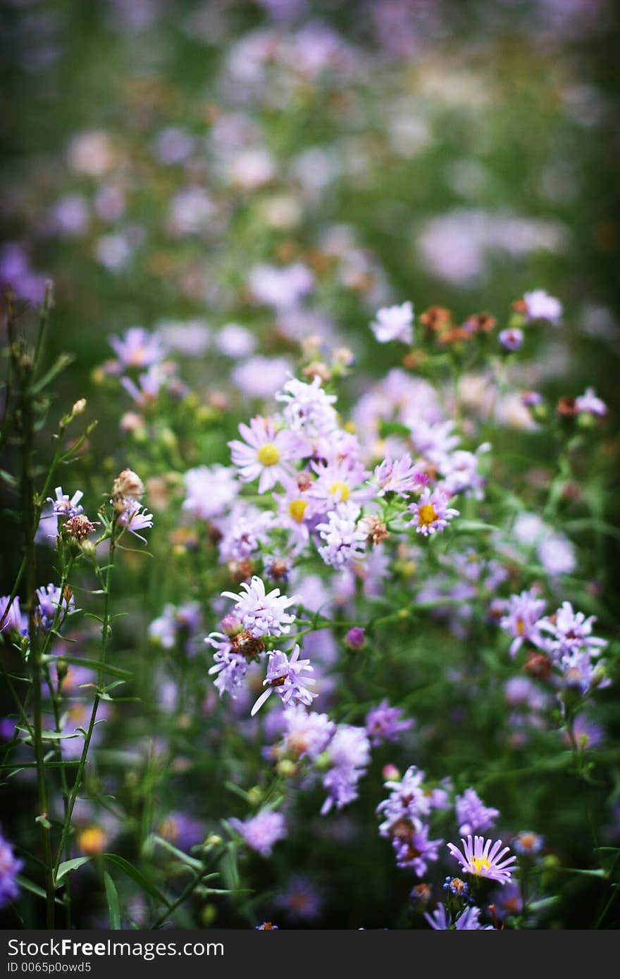 Purple and white flowers. Purple and white flowers