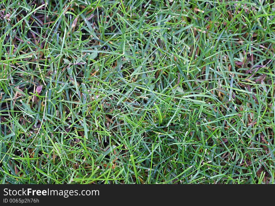 Macro shot of green grass