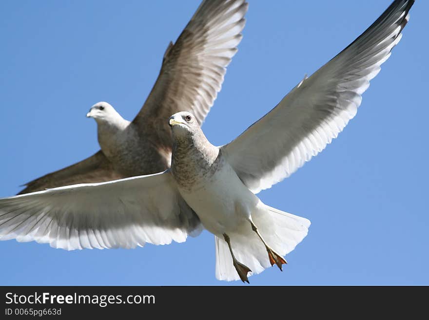 A pair of seagulls in flight