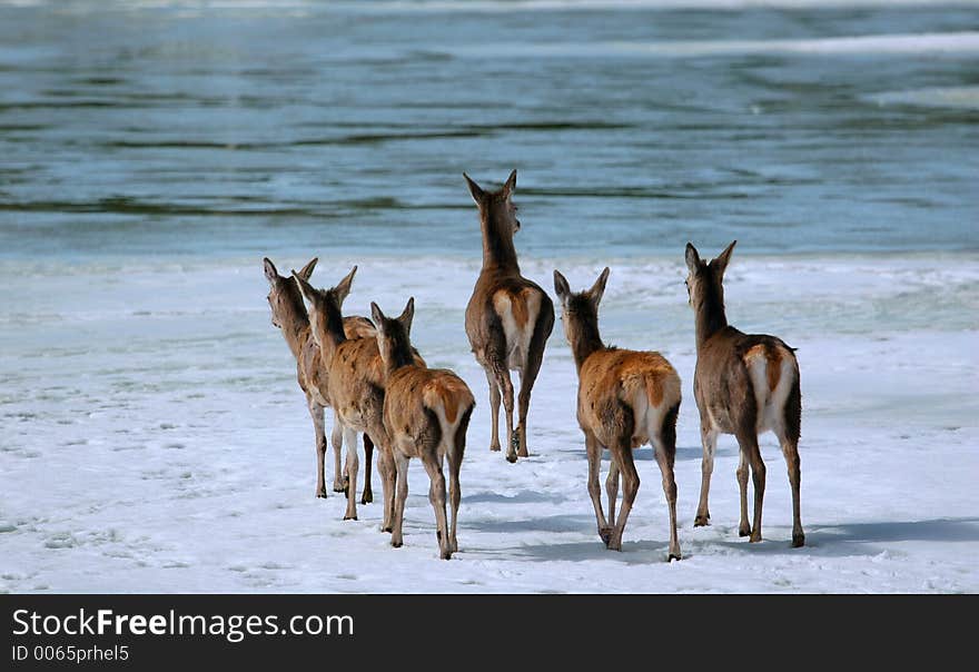 Deers on the ice river in winter of Quebec. Deers on the ice river in winter of Quebec.