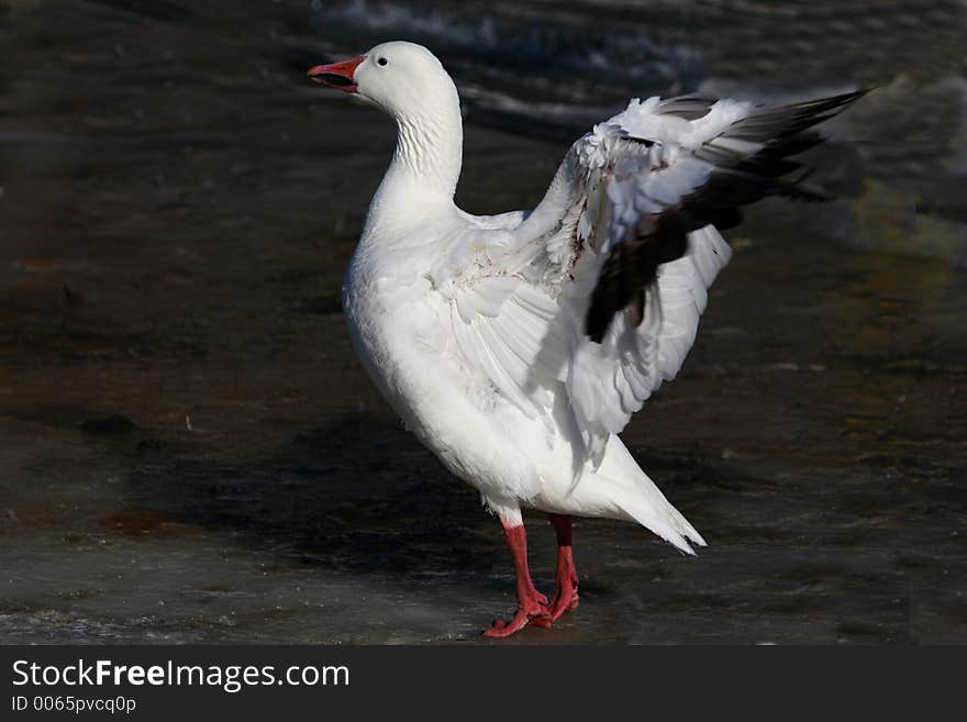 White goose on ice in the winter of Quebec. White goose on ice in the winter of Quebec.