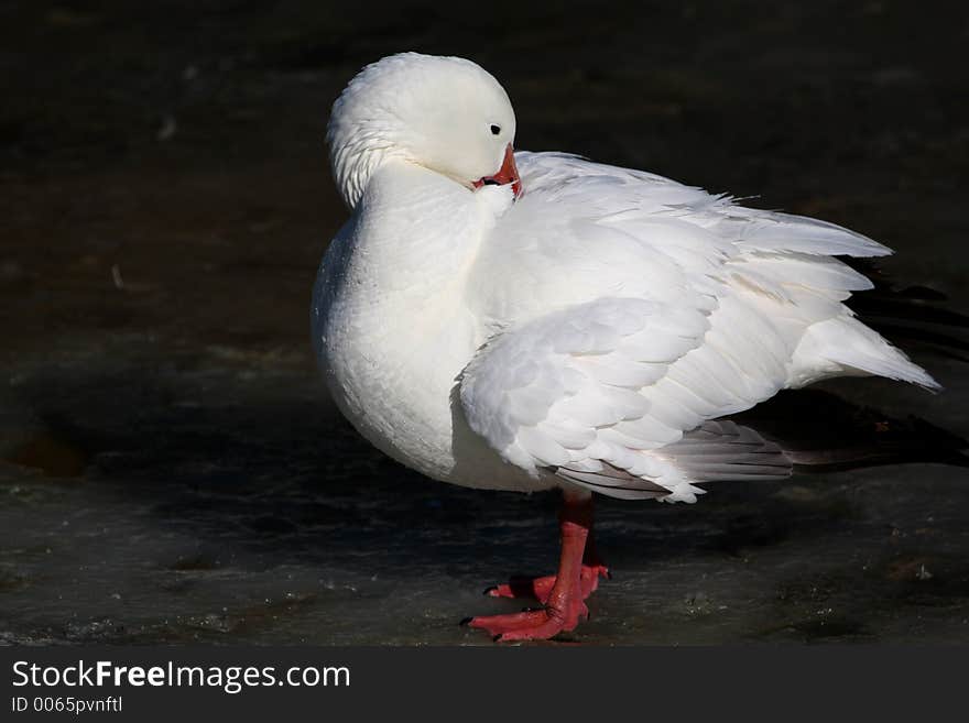 White goose on ice