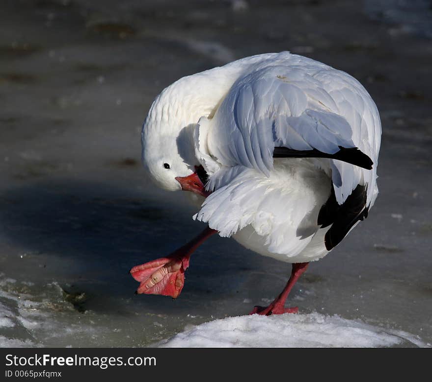 White goose on ice