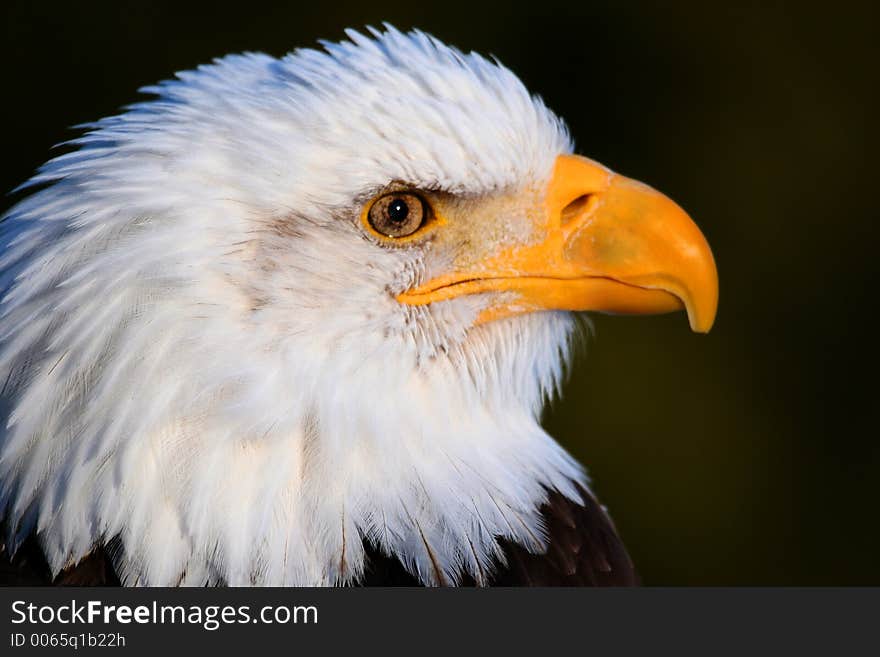 White Head Eagle2