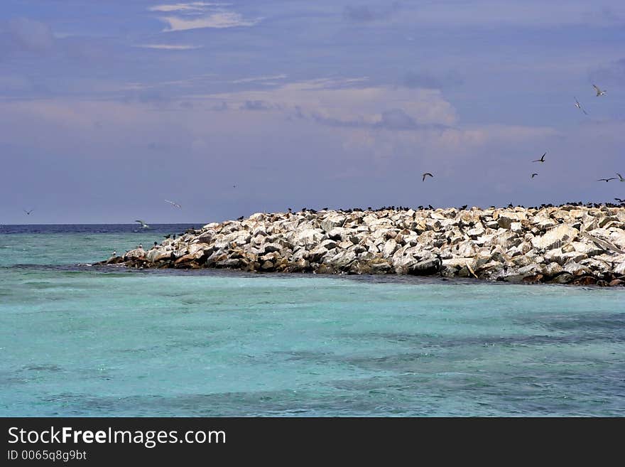 Bird Island