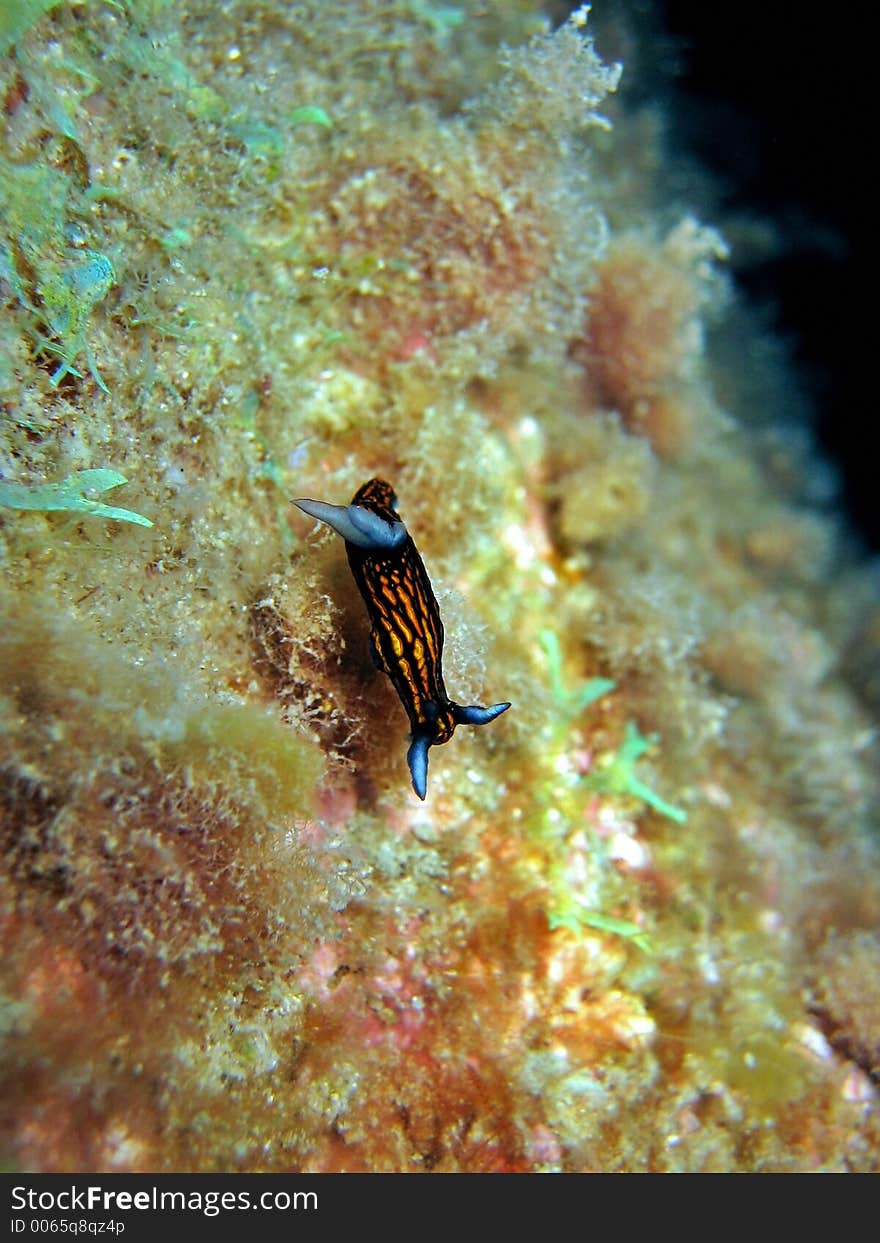 Nudibranch