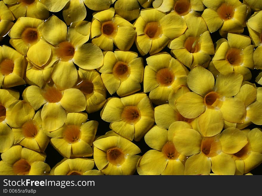 Floating spa flowers in thailand