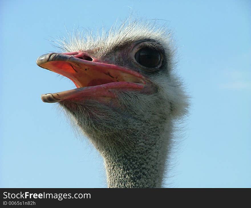 Funny ostrich