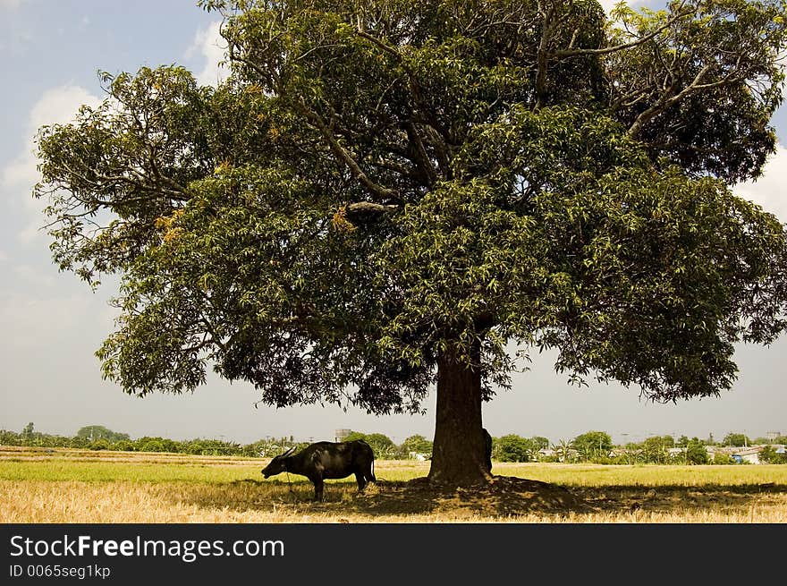 Carabao in shade. Carabao in shade