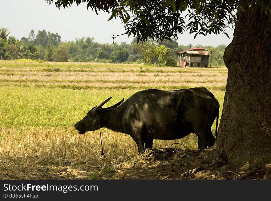 Carabao in shade. Carabao in shade