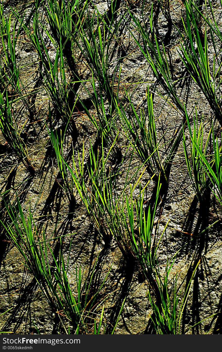 Growing transplanted rice seedling, Philippines. Growing transplanted rice seedling, Philippines