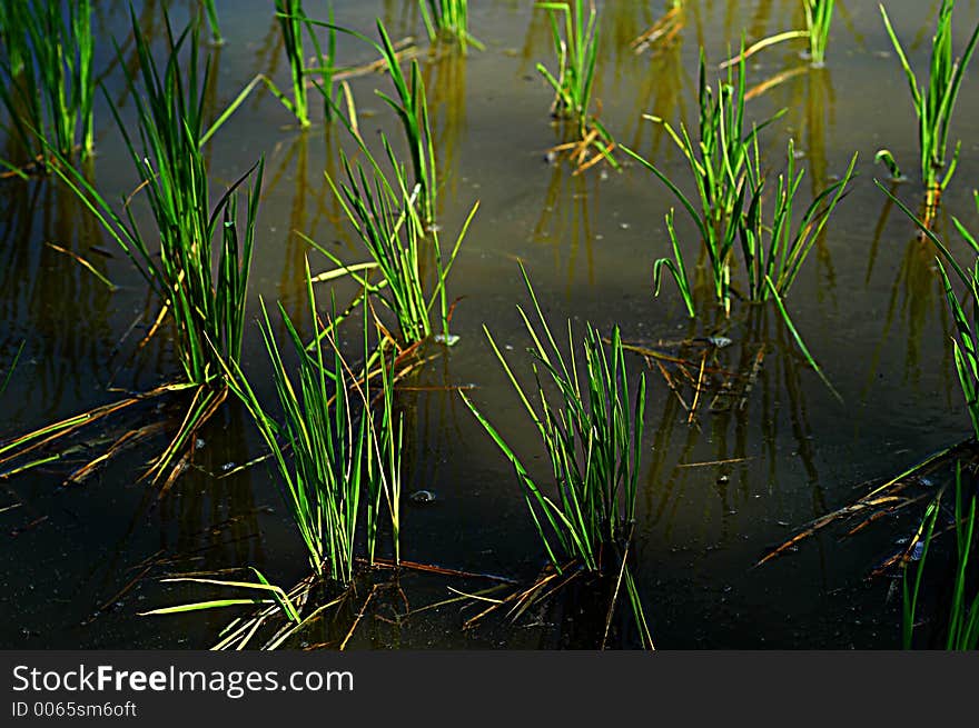 Growing transplanted rice seedling, Philippines. Growing transplanted rice seedling, Philippines