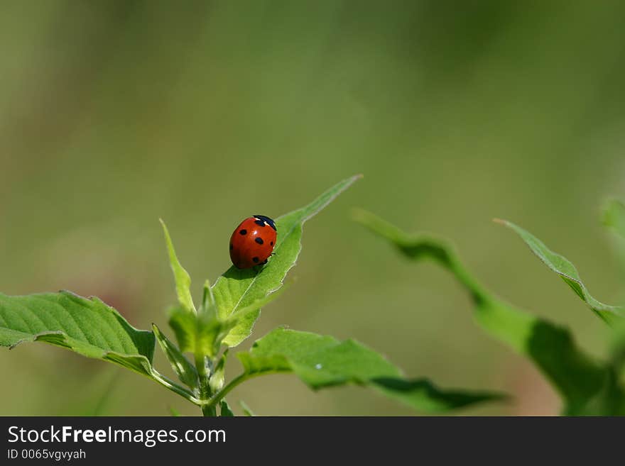 Ladybug or Ladybird on Leaf