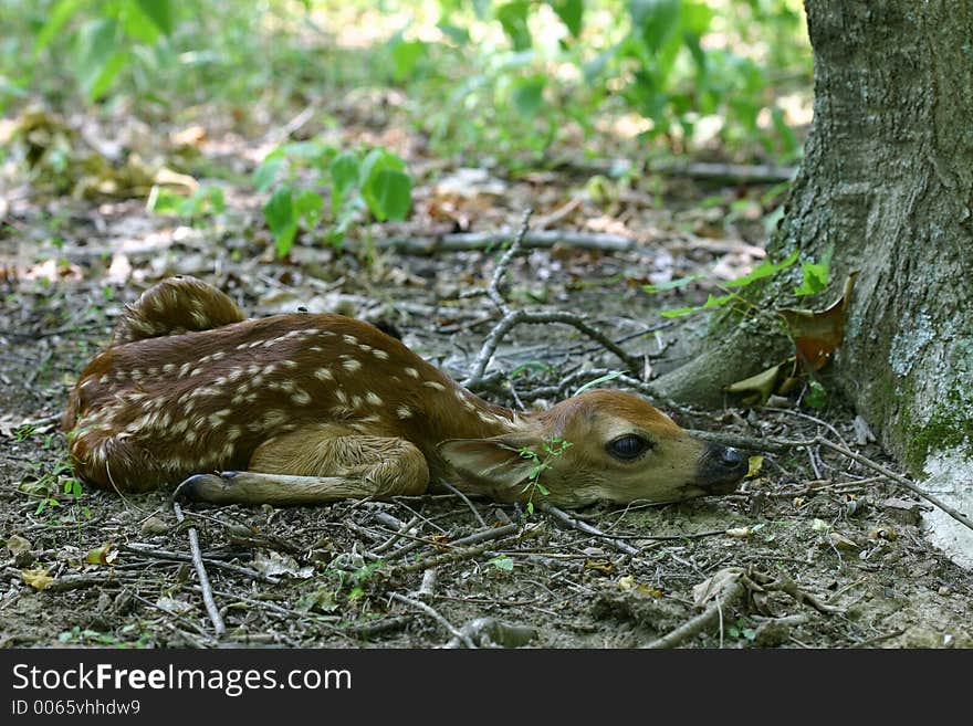 Newborn fawn resting on the ground in the forest