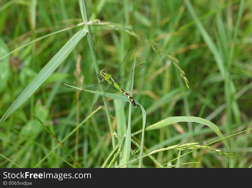 A green dragonfly called an Eastern Pondhawk on foliage