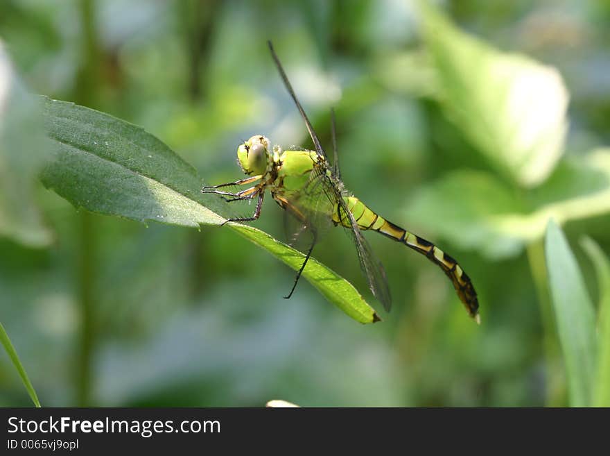 Green Dragonfly