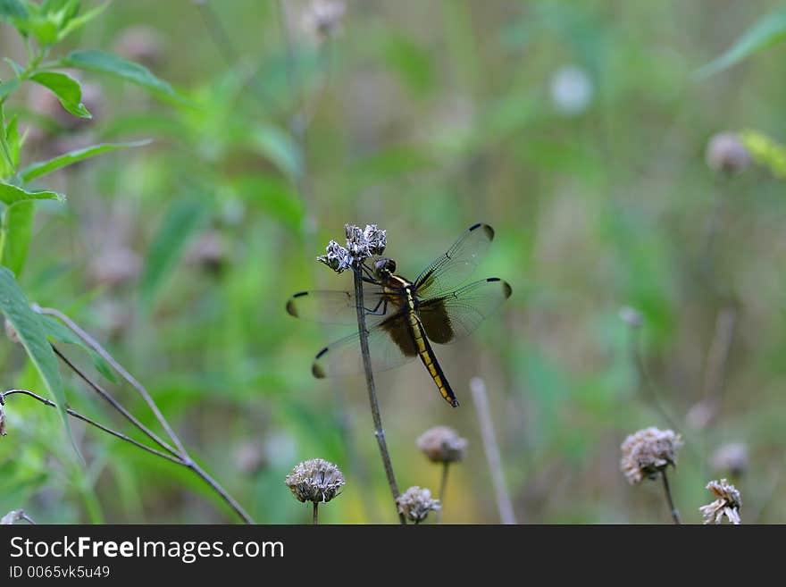 Dragonfly