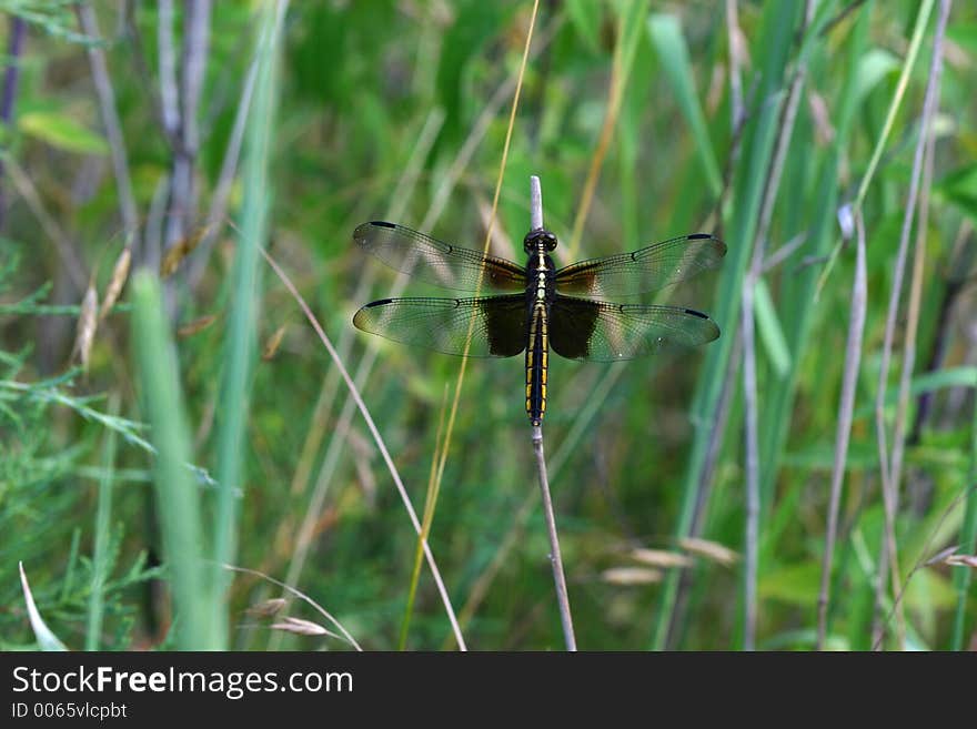 A  dragonfly on foliage in a meadow