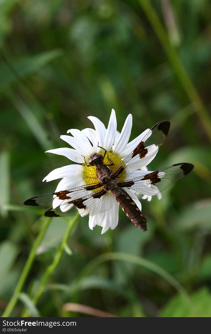 A  dragonfly on Daisy in a meadow