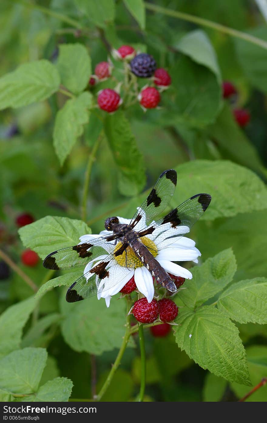 Dragonfly on Daisy near Berries