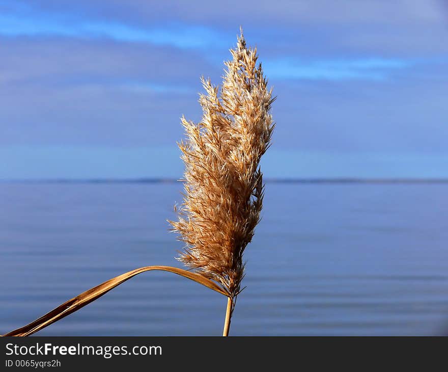 River reed.