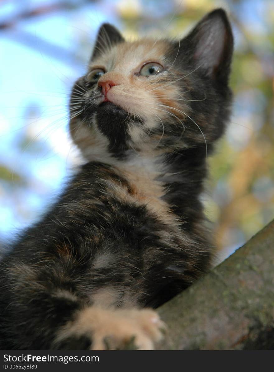 Skewbald kitten on apple-tree. Skewbald kitten on apple-tree