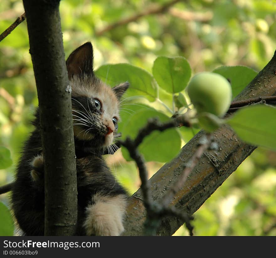 Skewbald kitten and green apple