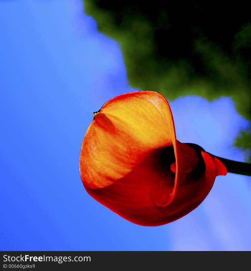 Bright, colourful Calla Lily plant. Bright, colourful Calla Lily plant