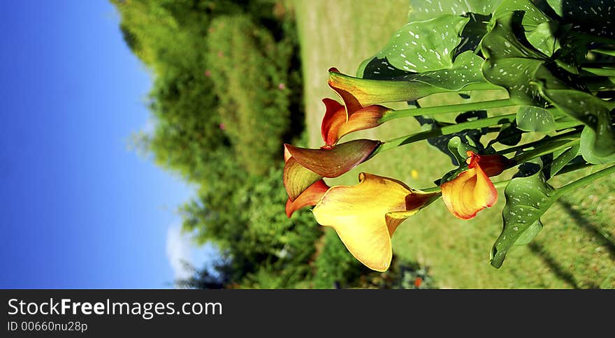 Bright, colourful Tulip with garden and blue sky. Bright, colourful Tulip with garden and blue sky