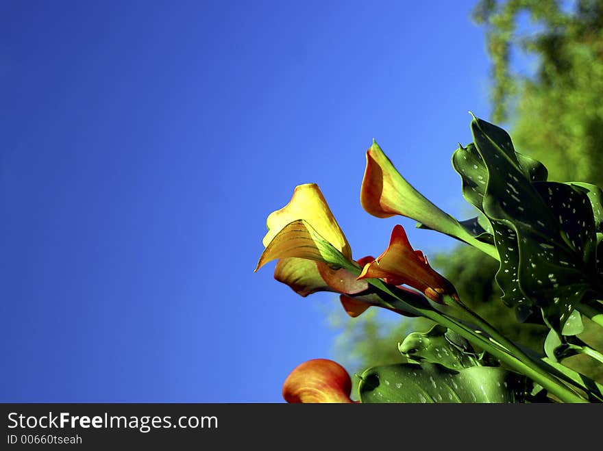 Calla Lily With Blue Sky