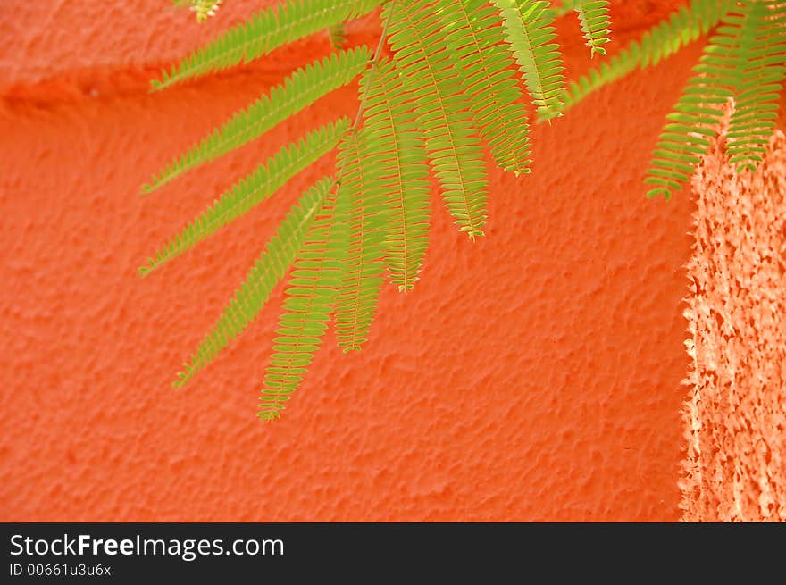 Fern in front of orange wall