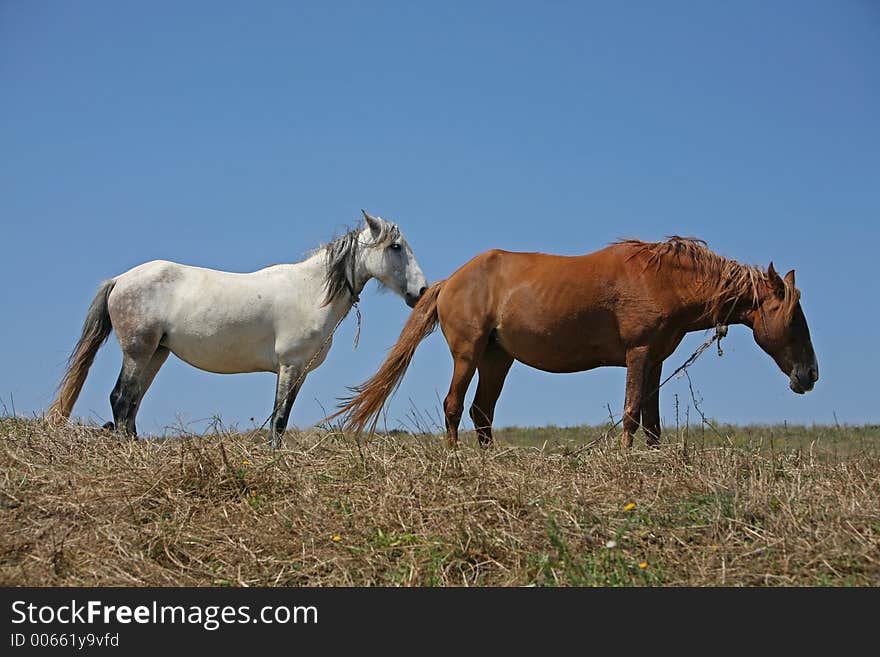 Two horses