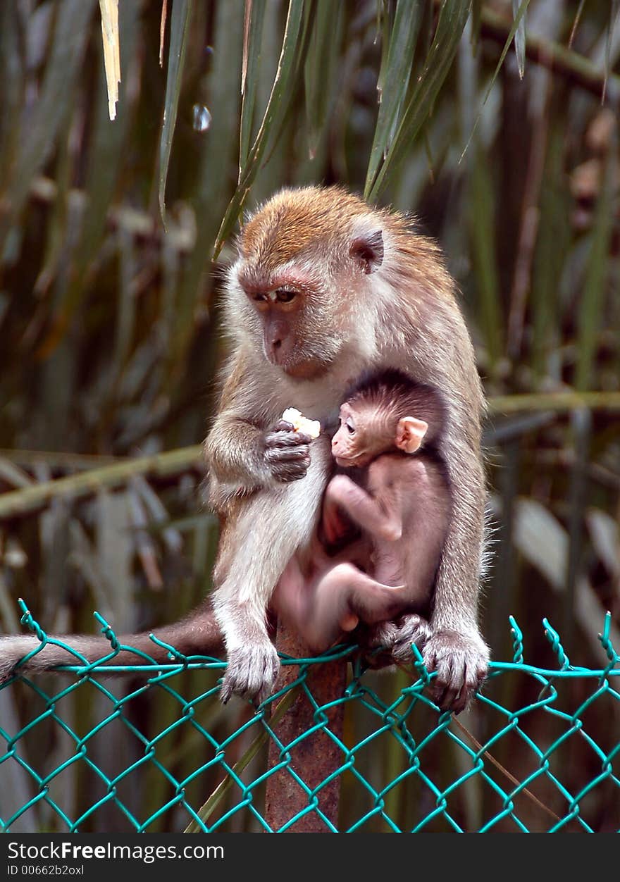 Mother nursing the child. Mother nursing the child