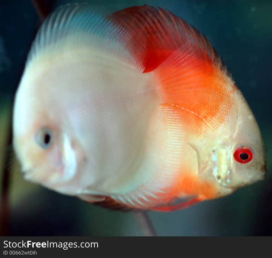 Discus fish