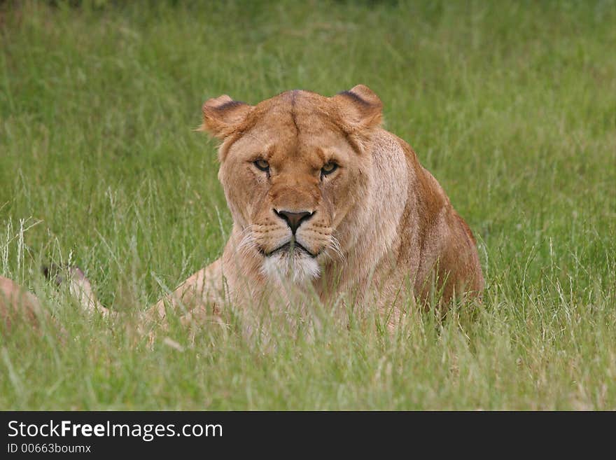 Lioness looking directly at camera