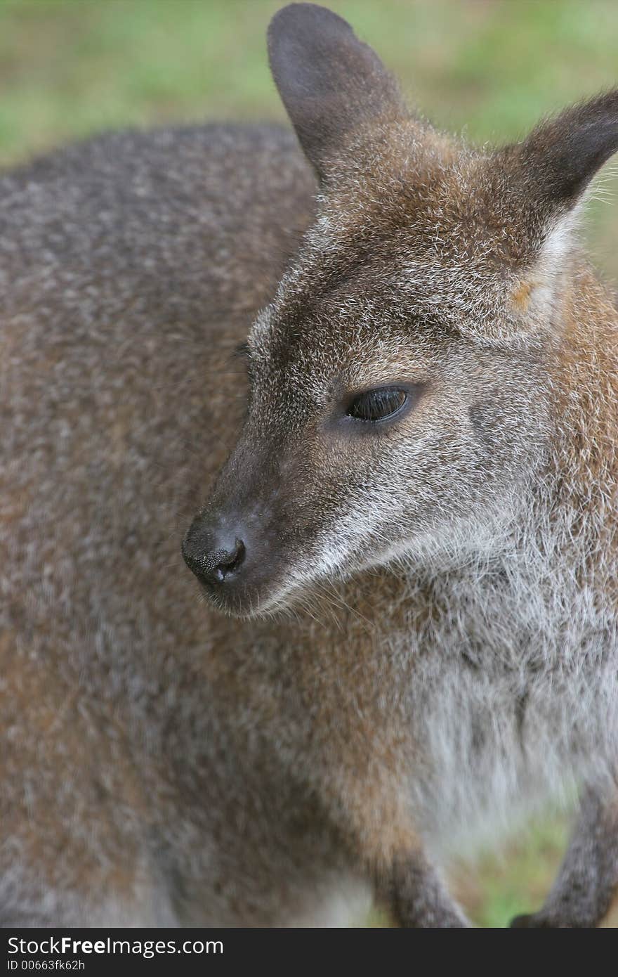 Wallaby head and shoulders