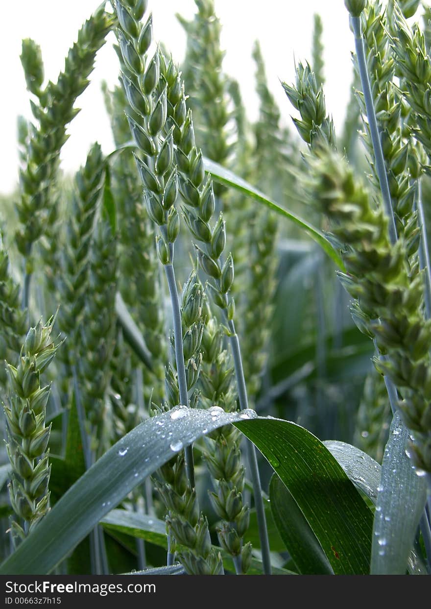 Unripe wheat in early morning