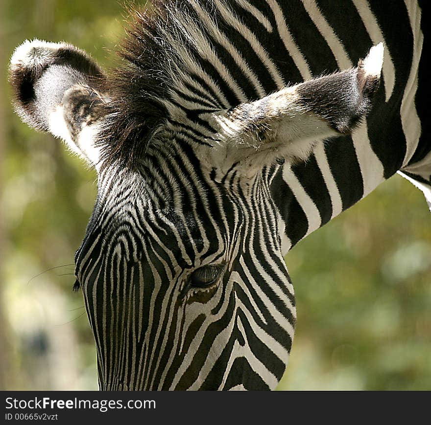 Zebra Feeding